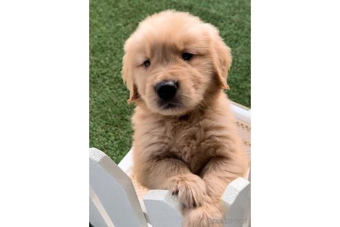 成約済の福岡県のゴールデンレトリーバー-233878の4枚目