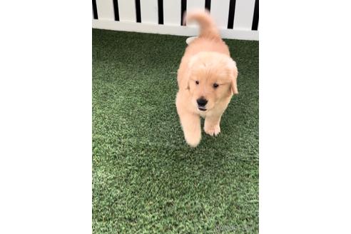 成約済の福岡県のゴールデンレトリーバー-233878