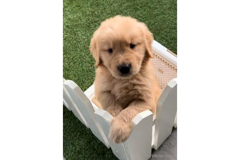 成約済の福岡県のゴールデンレトリーバー-233878の5枚目