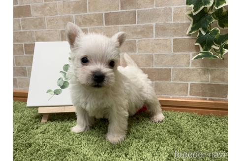 成約済の愛知県のウエストハイランドホワイトテリア(ウエスティ)-237263の1枚目