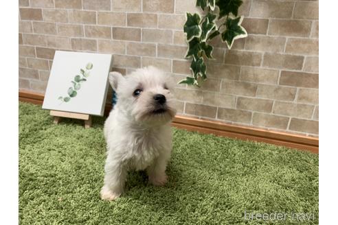 成約済の愛知県のウエストハイランドホワイトテリア(ウエスティ)-237259の14枚目