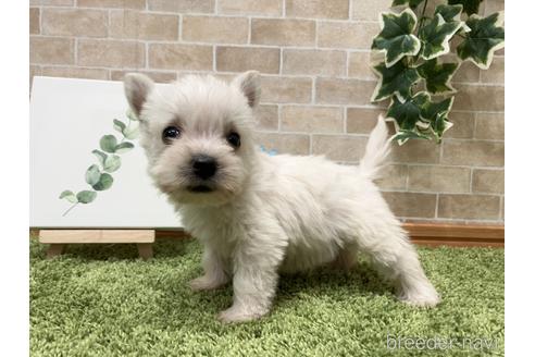 成約済の愛知県のウエストハイランドホワイトテリア(ウエスティ)-237259の11枚目