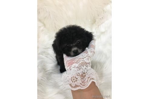 成約済の山梨県のティーカッププードル-237260