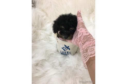 成約済の山梨県のティーカッププードル-237262