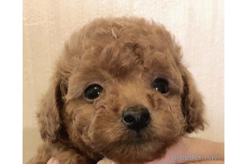 成約済の静岡県のトイプードル-237269