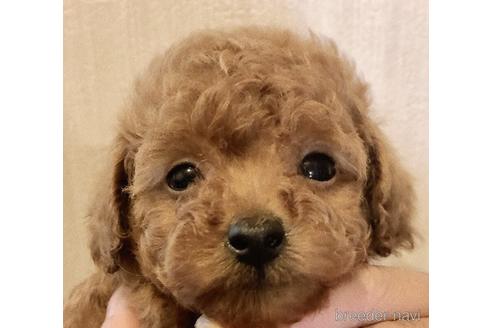 成約済の静岡県のトイプードル-237269の3枚目