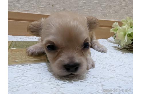 成約済の広島県のチワプー:チワワ×トイプードル-235993の107枚目