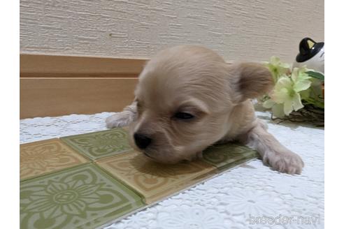 成約済の広島県のチワプー:チワワ×トイプードル-235993の105枚目