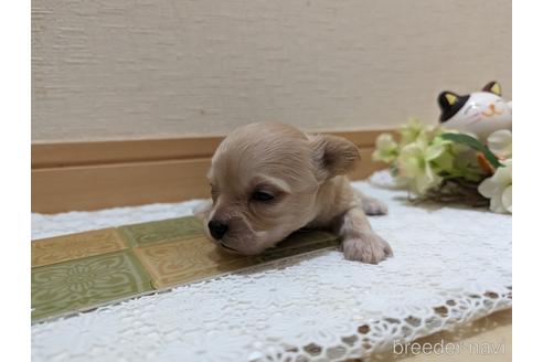 成約済の広島県のチワプー:チワワ×トイプードル-235993の102枚目