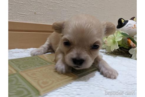 成約済の広島県のチワプー:チワワ×トイプードル-235993の101枚目
