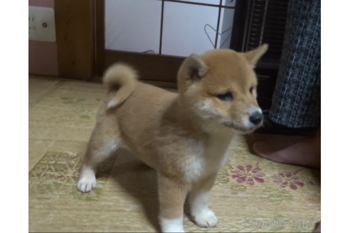 成約済の佐賀県の豆柴-232086の3枚目