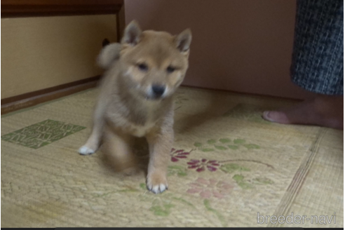 成約済の佐賀県の豆柴-232079の5枚目