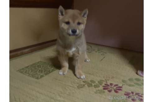 成約済の佐賀県の豆柴-232079の4枚目