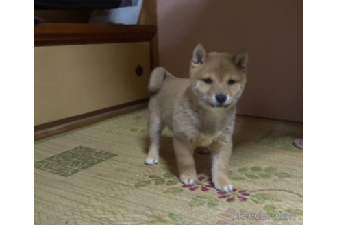 成約済の佐賀県の豆柴-232079の1枚目