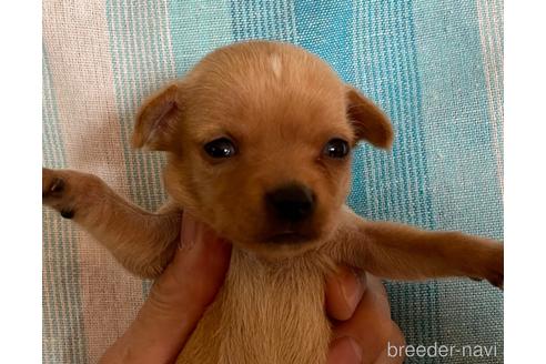 成約済の北海道のミックス犬-237291