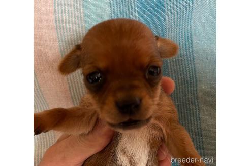 成約済の北海道のミックス犬-237292