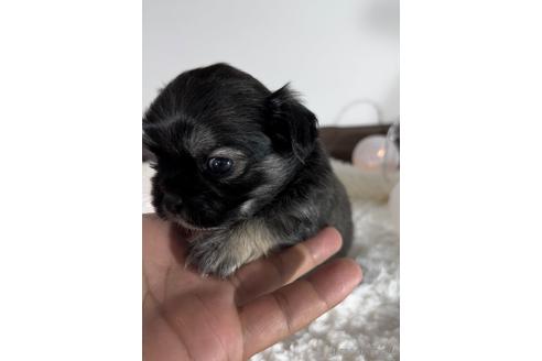 成約済の福岡県のミックス犬-237295の10枚目