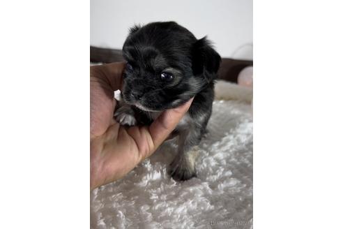 成約済の福岡県のミックス犬-237295の1枚目