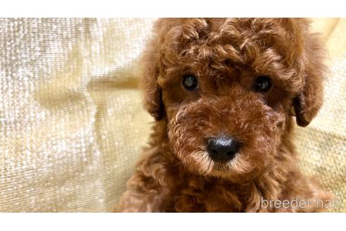 成約済の埼玉県のトイプードル-237321の1枚目