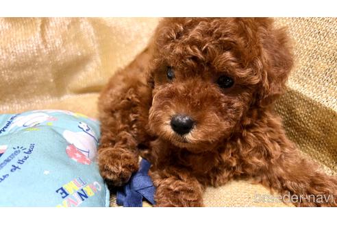 成約済の埼玉県のトイプードル-237321の6枚目