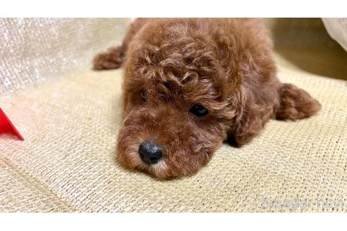 成約済の埼玉県のトイプードル-237321の3枚目