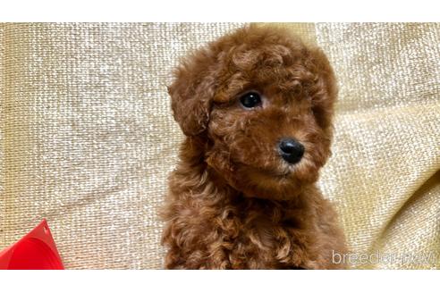 成約済の埼玉県のトイプードル-237321の4枚目