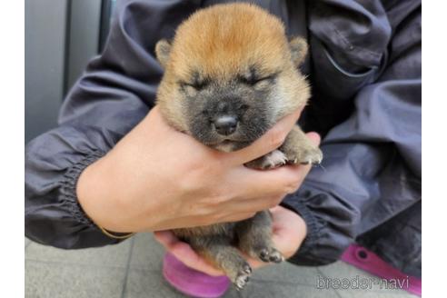 成約済の長崎県の柴犬-237317の2枚目