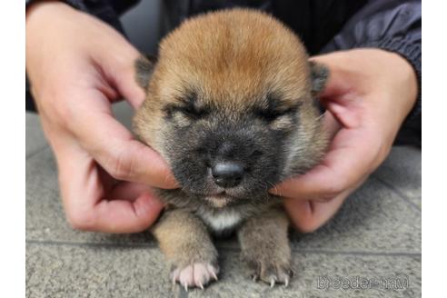 成約済の長崎県の柴犬-237317の1枚目