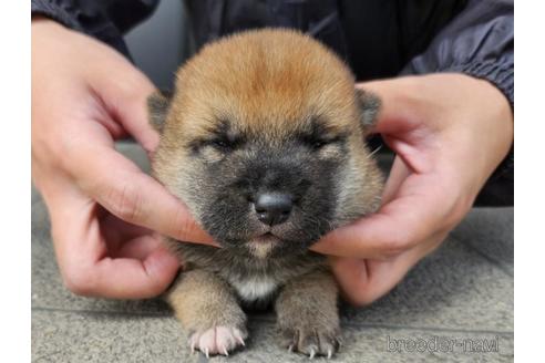 成約済の長崎県の柴犬-237317の5枚目