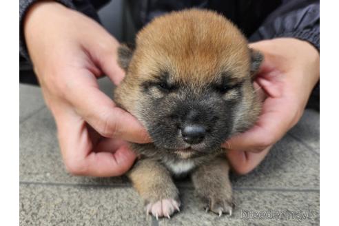 成約済の長崎県の柴犬-237317の4枚目