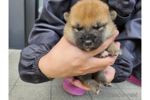 成約済の長崎県の柴犬-237317の3枚目