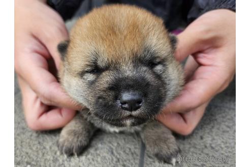 成約済の長崎県の柴犬-237318の4枚目