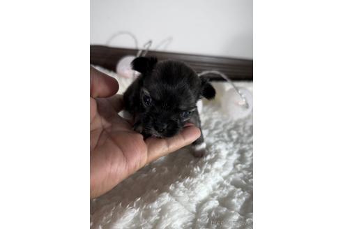 成約済の福岡県のミックス犬-237324の9枚目