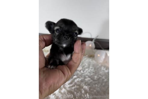 成約済の福岡県のミックス犬-237324の10枚目