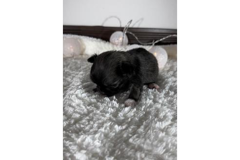 成約済の福岡県のミックス犬-237324の13枚目