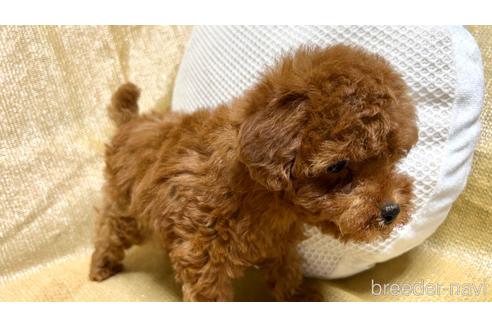 成約済の埼玉県のトイプードル-237326の6枚目