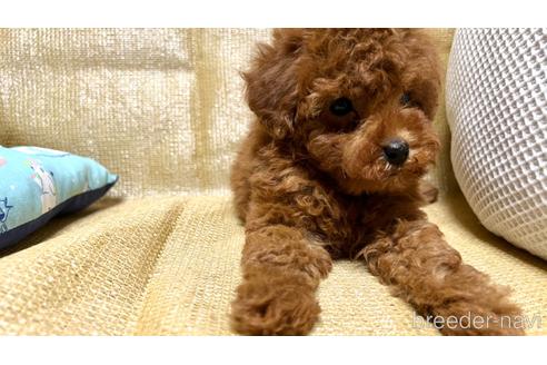 成約済の埼玉県のトイプードル-237326の3枚目