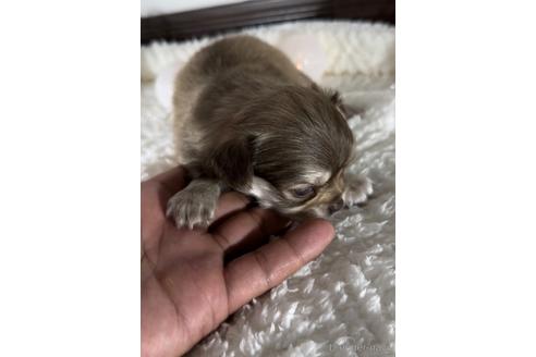 成約済の福岡県のミックス犬-237359の8枚目