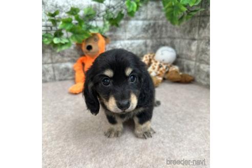 成約済の愛知県のミニチュアダックスフンド(ロングヘアード)-237389