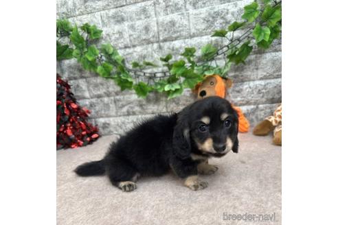 成約済の愛知県のミニチュアダックスフンド(ロングヘアード)-237389の2枚目