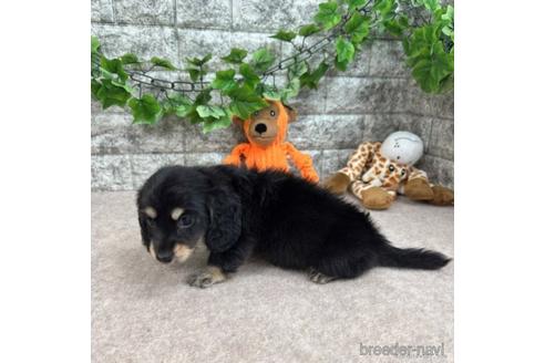 成約済の愛知県のミニチュアダックスフンド(ロングヘアード)-237389の3枚目