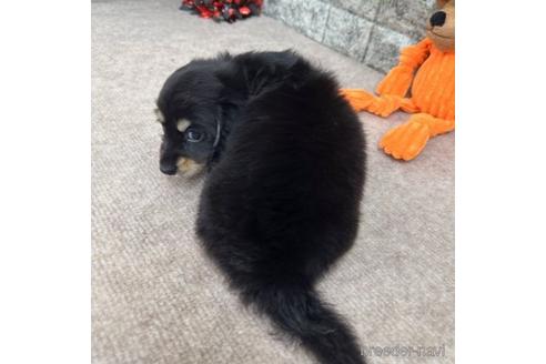 成約済の愛知県のミニチュアダックスフンド(ロングヘアード)-237389の5枚目