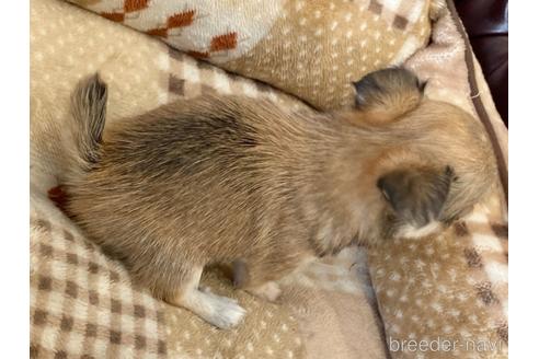 成約済の香川県のチワワ(ロングコート)-235945の2枚目