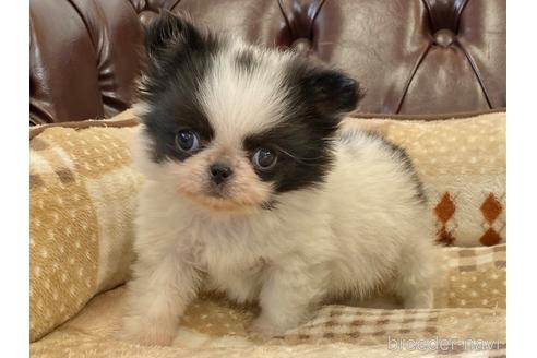 成約済の香川県のミックス犬-237376の1枚目