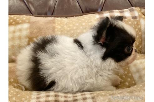 成約済の香川県のミックス犬-237376の5枚目