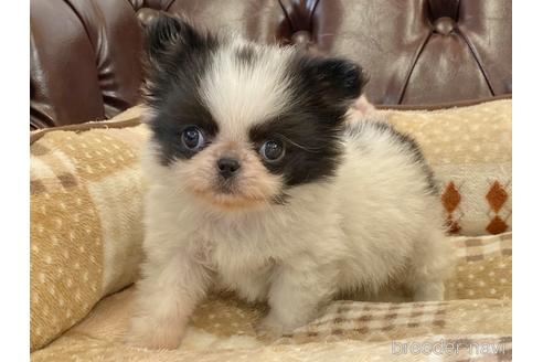 成約済の香川県のミックス犬-237376の2枚目