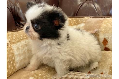成約済の香川県のミックス犬-237376の3枚目