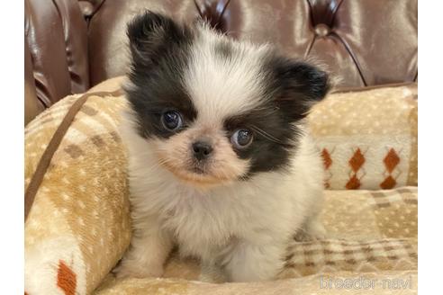成約済の香川県のミックス犬-237376の4枚目