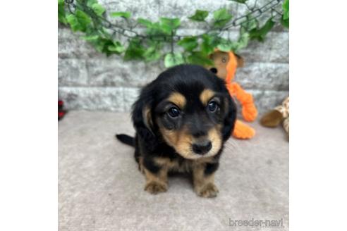 成約済の愛知県のミニチュアダックスフンド(ロングヘアード)-237396