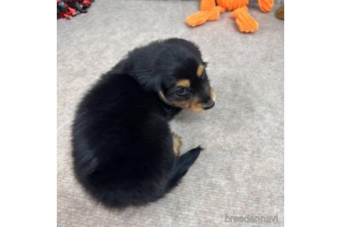 成約済の愛知県のミニチュアダックスフンド(ロングヘアード)-237396の4枚目